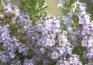 Rosmarinus officinalis rosemary, needle-like evergreen foliage and soft blue flowers.