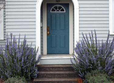 Rosmarinus officinalis