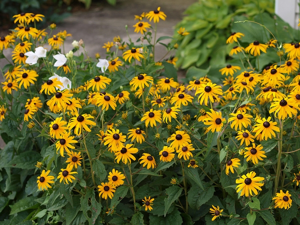 Rudbeckia fulgida var. fulgida