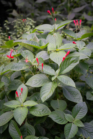 Ruellia coccinea (Yerba Maravilla) scarlet tubular flowers among glossy green leaves