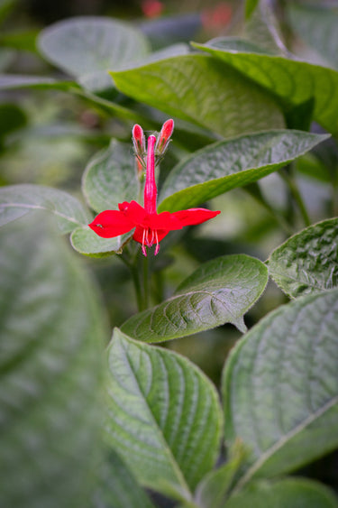 Ruellia coccinea