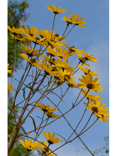 Helianthus angustifolius