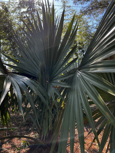 Sabal rosei