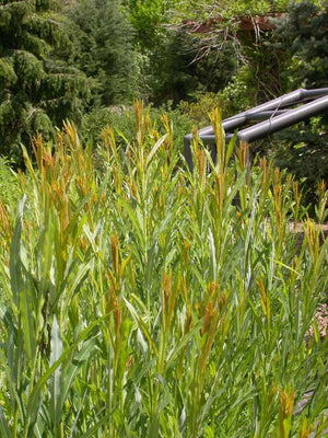 Salix koriyanagi 'Rubykins' ruby catkins in opposite pairs on bare spring stems