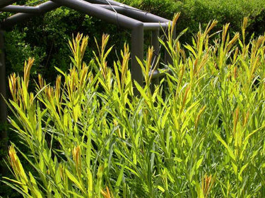 Salix koriyanagi ‘Rubykins’