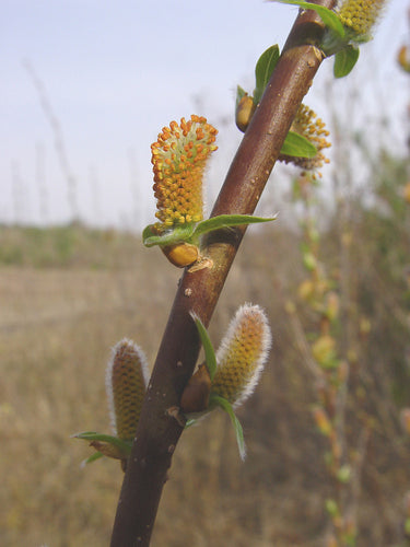 Salix eriocephala