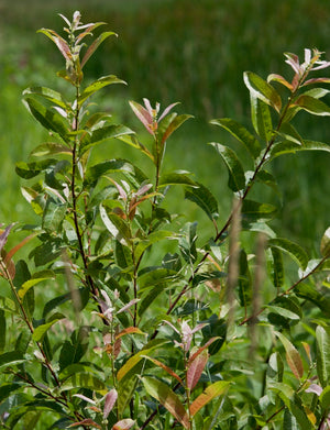 Salix eriocephala (heart-leaved willow) silky spring catkins on bare stems