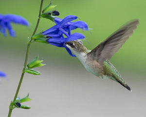 Salvia guaranitica