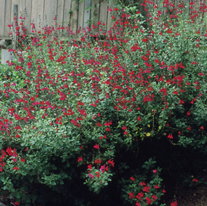 Salvia greggii 'Cherry Queen' luminous cherry-red tubular flowers