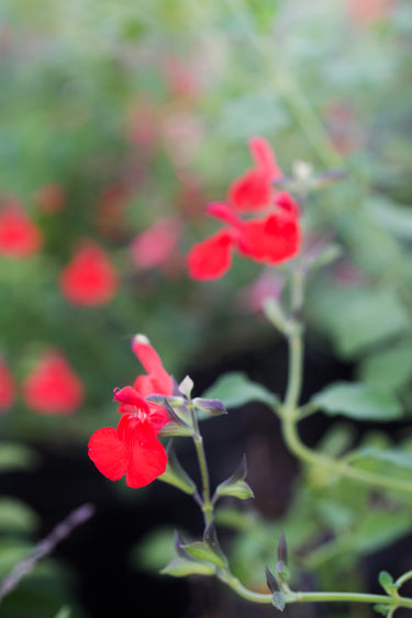 Salvia microphylla 'Deltoid'