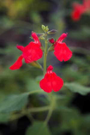 Salvia microphylla 'Deltoid' soft salmon-coral flowers