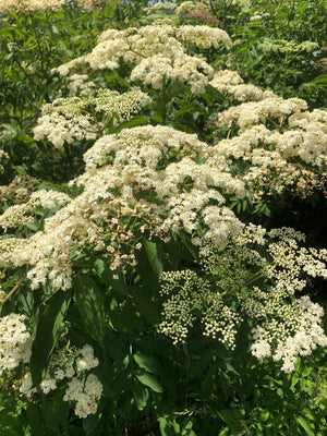 Sambucus canadensis (American elderberry) flat umbel of creamy white flowers