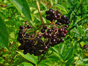 Sambucus canadensis