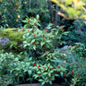 Sarcandra glabra (grass coral) glossy serrated leaves with clusters of coral-red berries