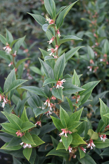 Sarcococca orientalis