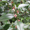 Sarcococca orientalis, fragrant sweet box, an evergreen shrub offered by Woodlanders.