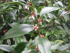 Sarcococca orientalis, fragrant sweet box, an evergreen shrub offered by Woodlanders.