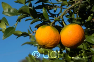 Hybrid Citrus 'Benton' citrange, thorny trifoliate-leaved shrub with rounded orange-like fruit