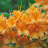Rhododendron Sunstruck Aromi hybrid with golden-orange blooms