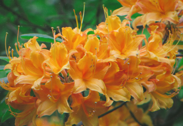 Rhododendron 'Sunstruck'