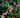 Vaccinium darrowii Rosa’s Blush native evergreen blueberry