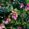 Vaccinium darrowii Rosa’s Blush native evergreen blueberry
