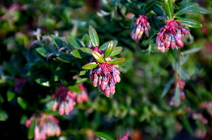 Vaccinium darrowii 'Rosa's Blush' native evergreen blueberry with pink-flushed new growth