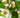 Camellia sinensis