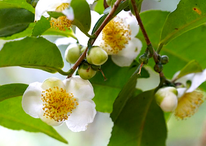 Camellia sinensis, the tea plant, fine willow-like evergreen foliage