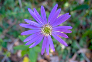 Symphyotrichum georgianum, Georgia aster, violet-blue fall flowers with yellow centers.