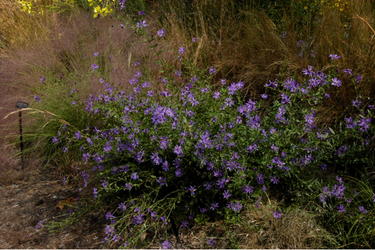Aster georgiana