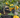 Sunquat Tree