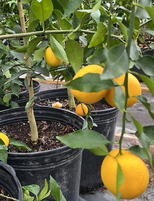 Sunquat, cold-hardy citrus, orange-yellow egg-sized fruit on the tree.