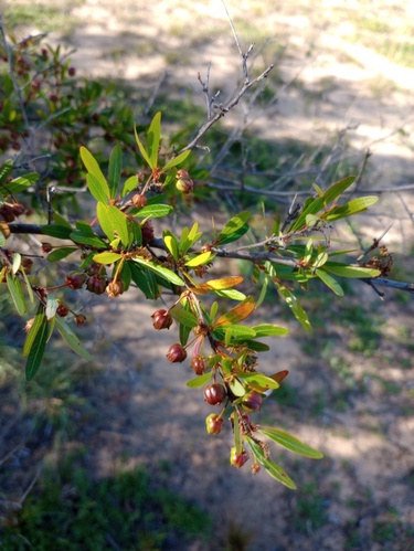 Sebastiania schottiana