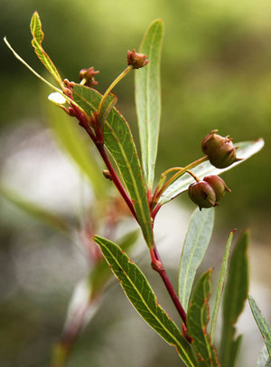 Sebastiania schottiana (sarandi), narrow willow-like leaves on slender arching riverbank branches