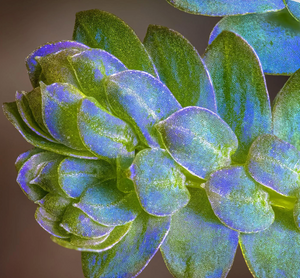 Selaginella uncinata, peacock moss, iridescent blue-green fern-like foliage.