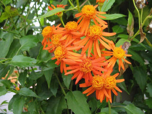 Senecio confusus (Mexican flame vine), clusters of orange-red daisy-like flowers on a climbing vine