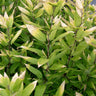 Shibataea kumasaca, ruscus-leaf bamboo, low dense evergreen bamboo with broad oval leaves.