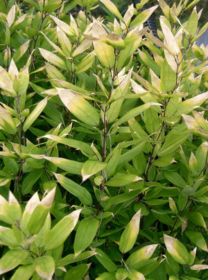 Shibataea kumasaca, ruscus-leaf bamboo, low dense evergreen bamboo with broad oval leaves.