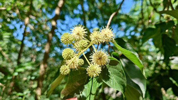 Sinoadina racemosa