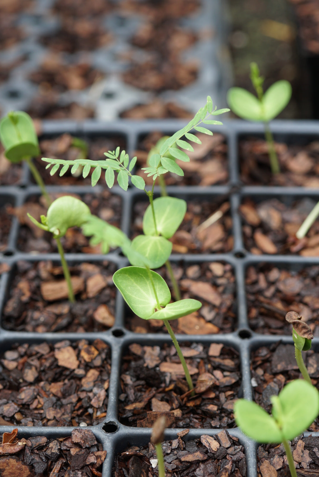 Green seedling plants growing in a black plastic nursery tray filled with bark mulch.