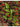 Smilax pumila