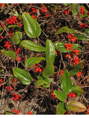 Smilax pumila, dwarf greenbrier, mottled arrow-shaped evergreen leaves of a thornless groundcover.