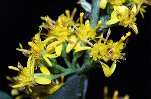 Solidago caesia, blue-stemmed goldenrod, yellow flowers along an arching blue-purple stem.