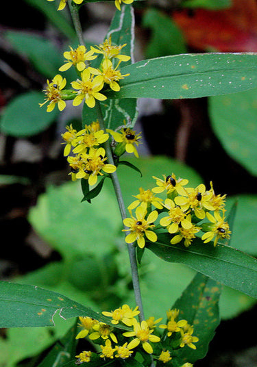 Solidago caesia