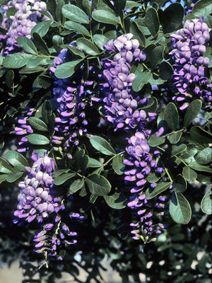 Dermatophyllum secundiflora, Texas Mountain Laurel, purple spring flower racemes