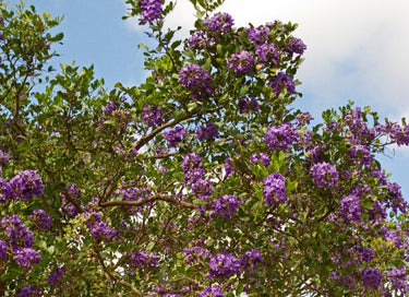 Dermatophyllum secundiflora