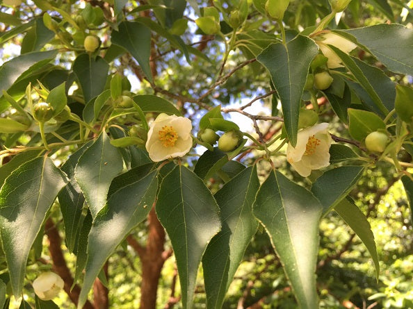 Stewartia monadelpha