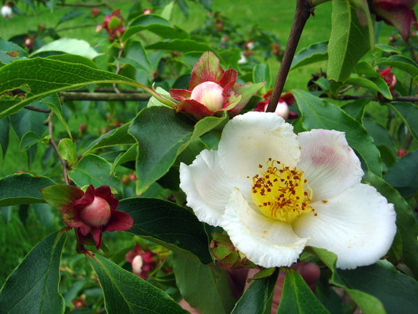 Stewartia rostrata