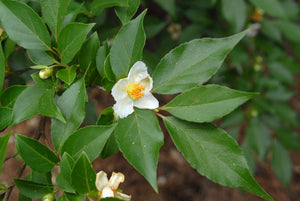 Stewartia sinensis